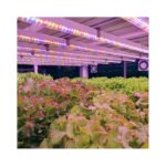 Indoor Farming Hydroponic Equipment