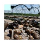 Snail Farming Greenhouse