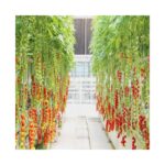 Tomato Growing Greenhouse