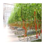 Tomato Growing Greenhouse